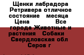 Щенки лабрадора Ретривера отличное состояние 2 месяца › Цена ­ 30 000 - Все города Животные и растения » Собаки   . Свердловская обл.,Серов г.